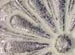 R-01 Patinated White gloss silver leaf (    )